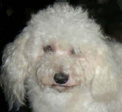 BICHON BOLOGNEZ